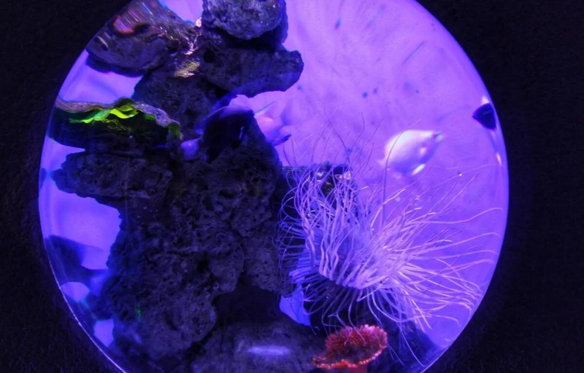 海洋盛宴,重庆极地海洋公园潜水攻略