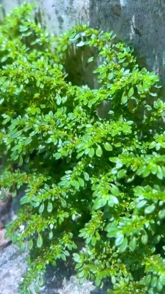 农村常见的顽固藤条植物,农村常见的止血植物图片