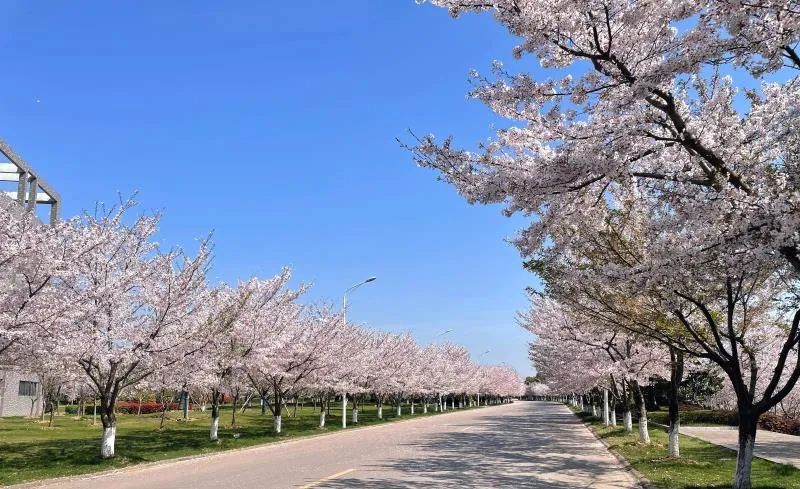 中国药科大学：位于江苏南京，众多与“药”相关的专业该怎么选？