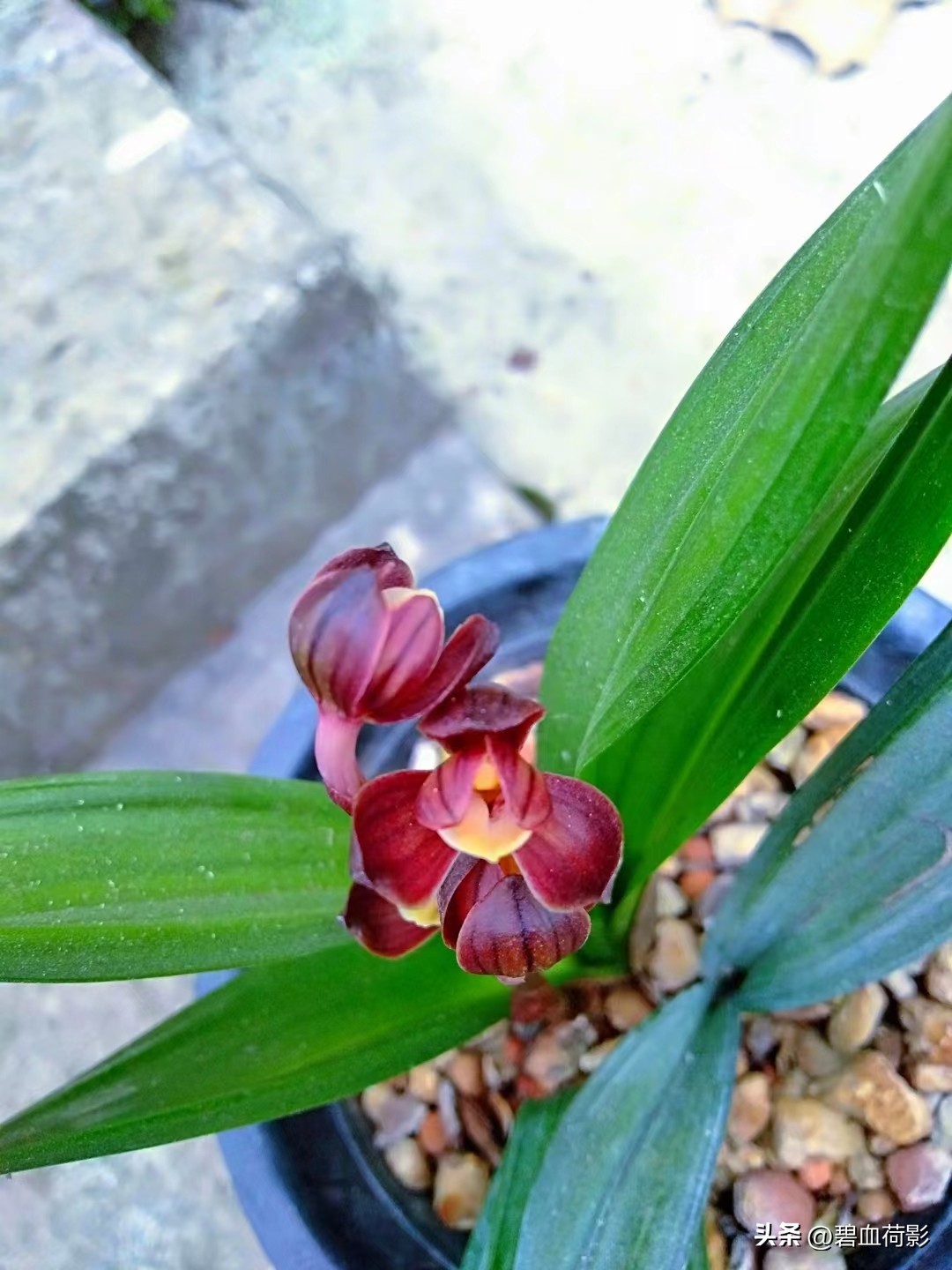 一棵蕙兰卖800万图片,卖了800多万的蕙兰长啥样