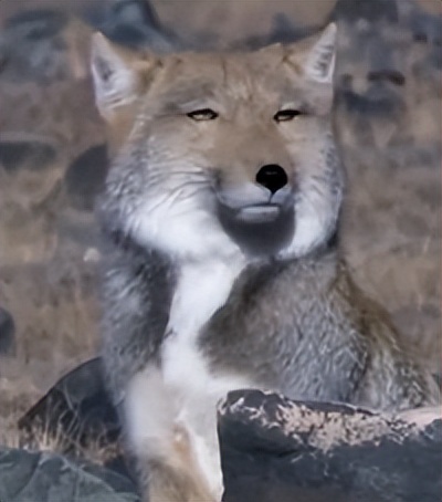 鏂硅劯鐚村瓙妯′豢浜虹殑琛ㄦ儏,鎾炶劯鏂硅劯鐚村瓙鐨勫コ缃戠孩