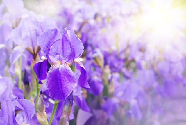 梦里花落知多少小说,梦里花落知多少