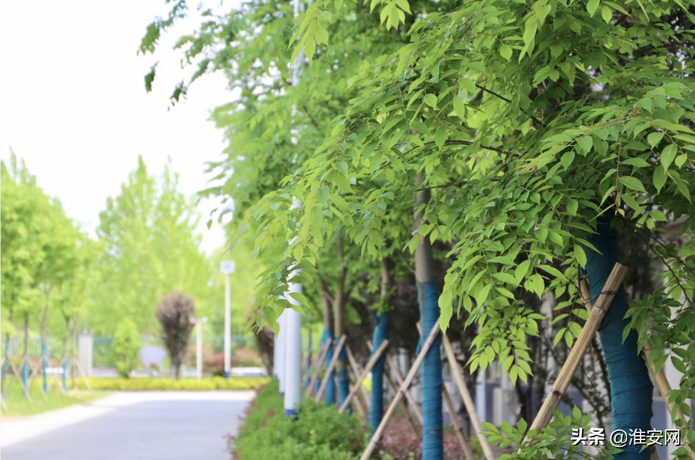 淮安空港卓文中学招生,淮安空港卓文学校招生办