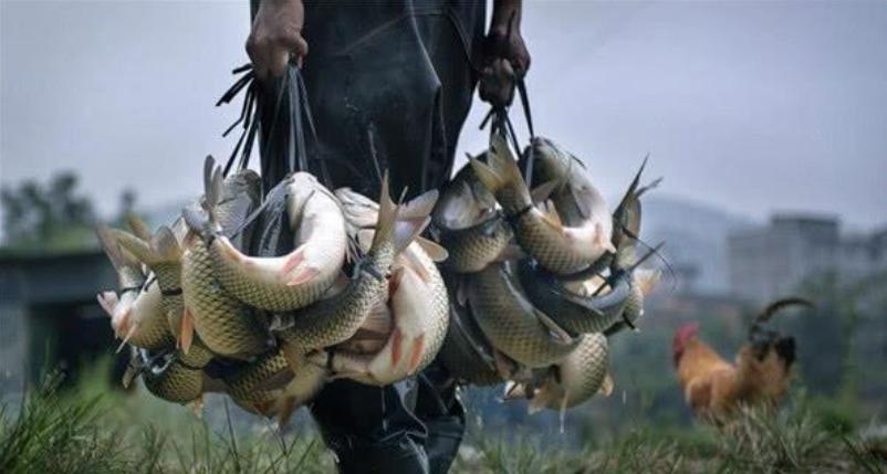 古代时候鱼一斤多少钱,古时候鱼比肉贵吗