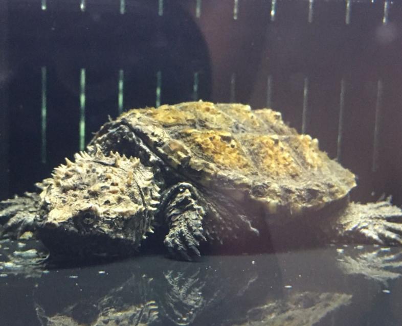 江苏男子花530万买下3只受伤乌龟,放生鳄鱼龟危害