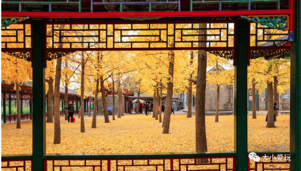 银杏最美的地方,这九个美丽的地方你想去看看吗