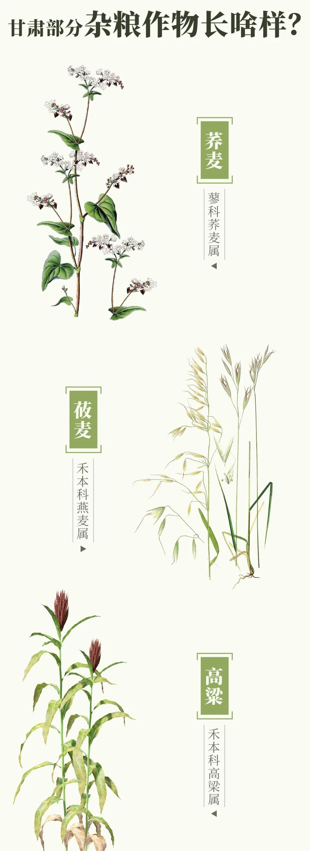 吃面大省甘肃，为什么离不开杂粮？