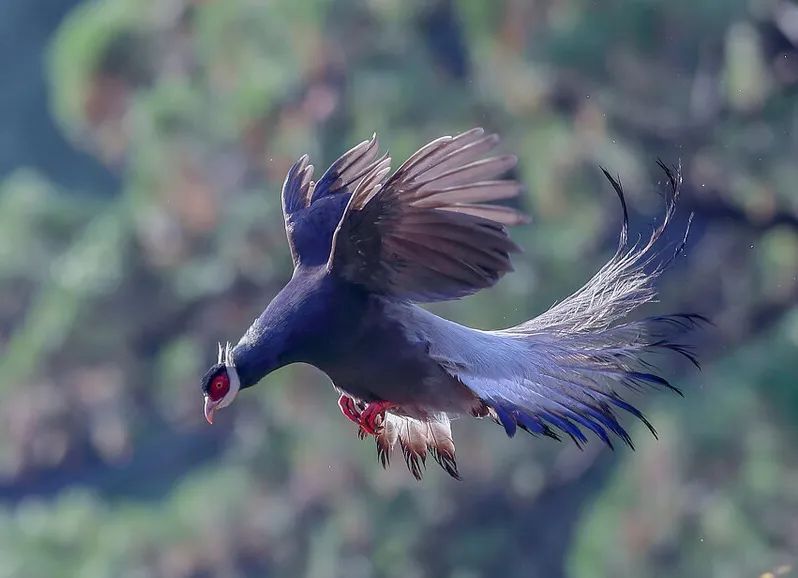 600只鸟图片,50张好看的鸟图片
