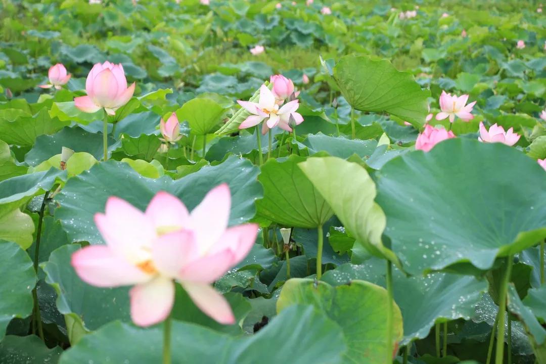 广州从化赏荷花胜地,从化草埔荷花