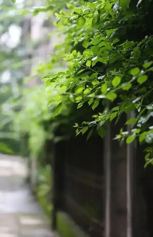 写一首蔷薇的诗,一首蔷薇诗