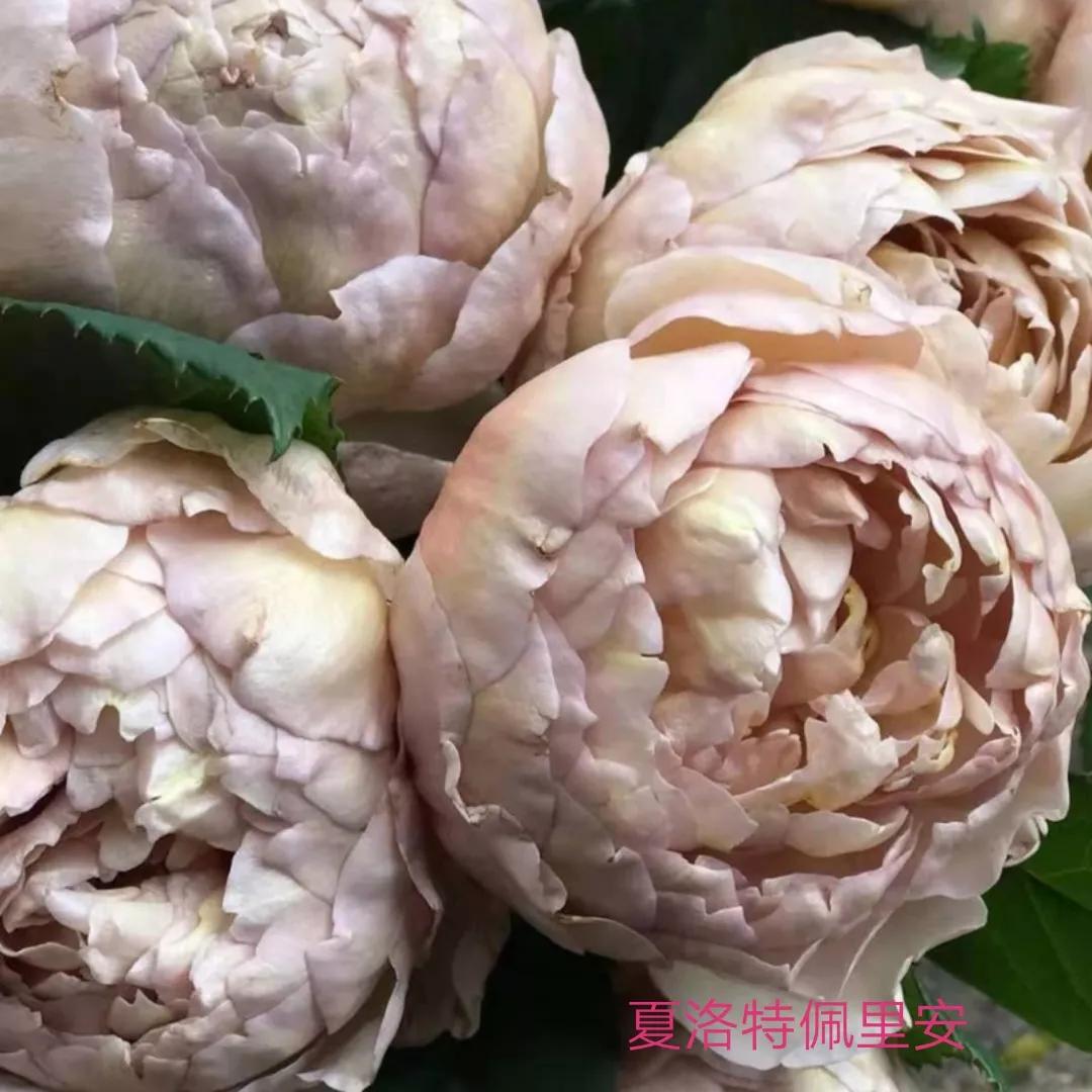 花店卖的切花月季品种,切花月季冬季修剪方法