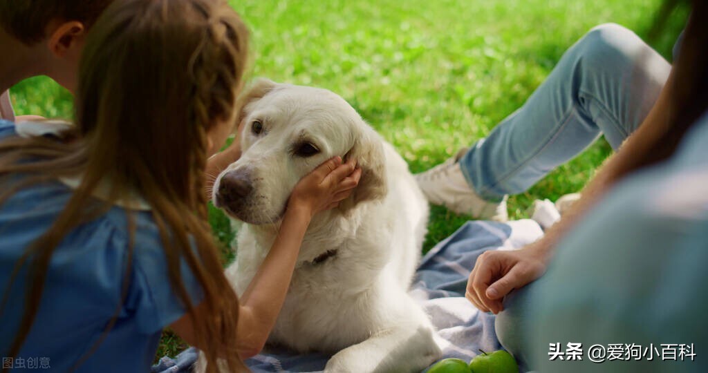 训练狗狗标准手势图,训练狗狗定点大小便