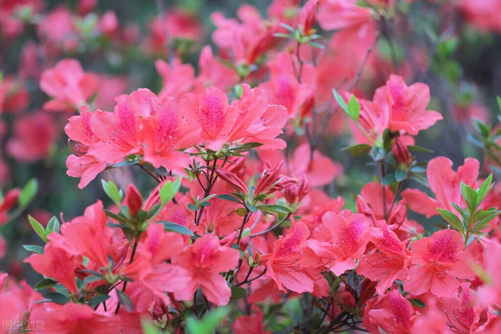 中国古典十大花卉,中国传统十大花卉有哪些