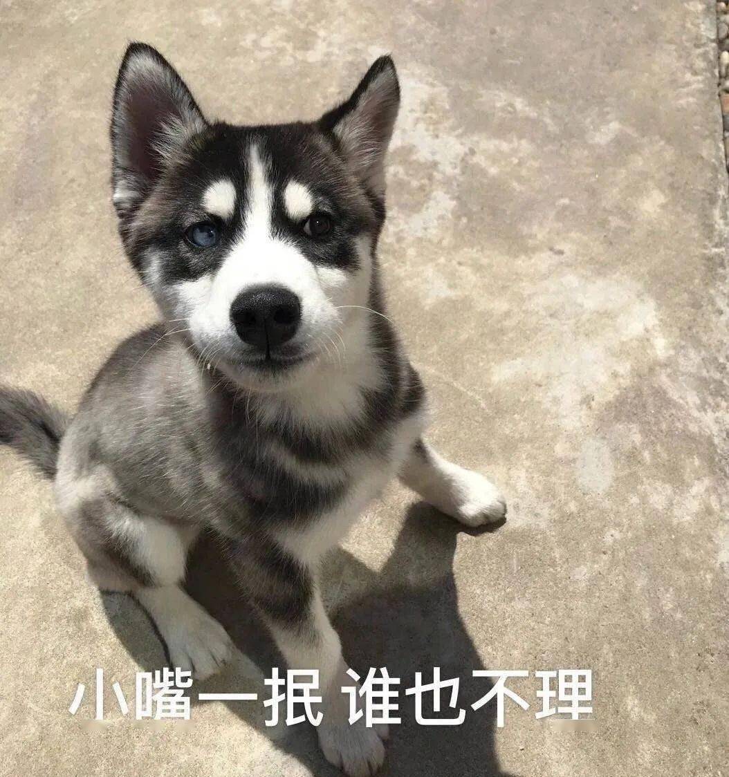 越养越脏的狗,越养越不对劲的动物外国