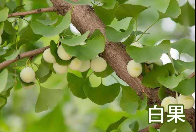 每天学习一味药,每天学习一味中药百合