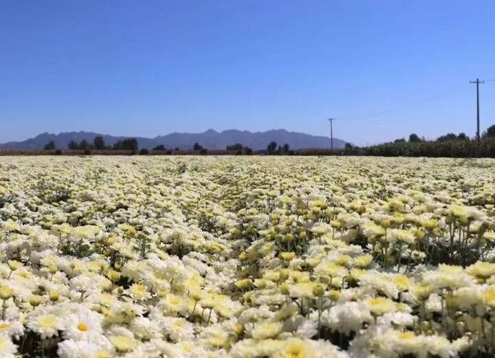 品质好销路广收益高卢龙县后坨村飘来阵阵花香