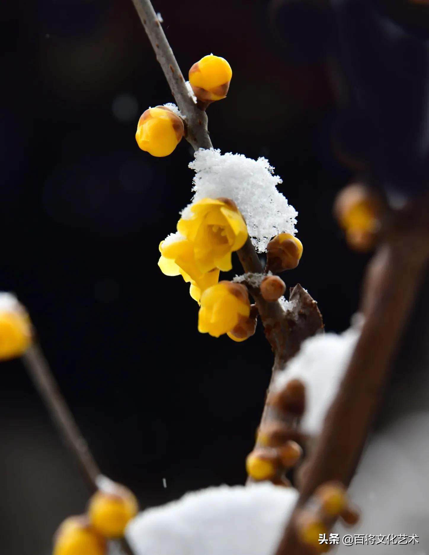 「百将文化」枝横碧玉天然瘦，恋破黄金分外香