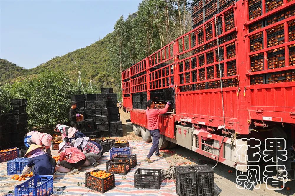 从0.6元到4元,优质优价能否引领农民种好果?