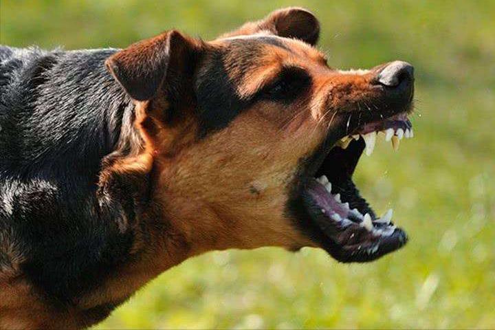 小女孩被恶犬咬原视频,被恶犬咬伤7岁女童状态平稳