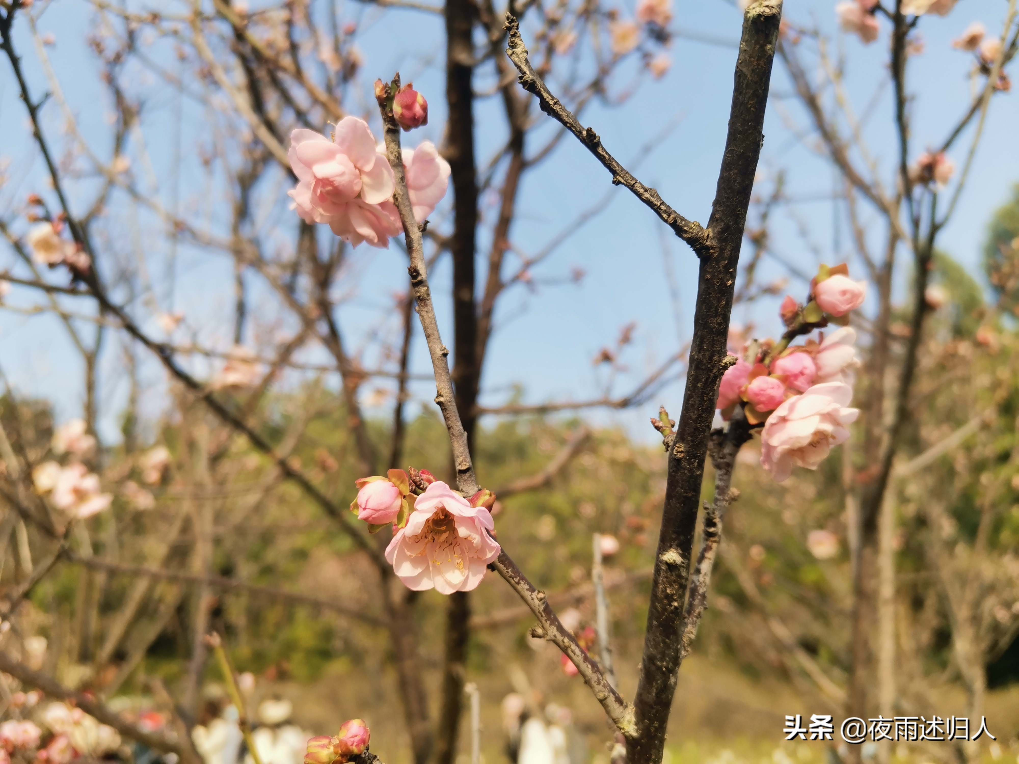 城南小陌花已开只见梅花不见人,城南小陌又逢春只见梅花的意思
