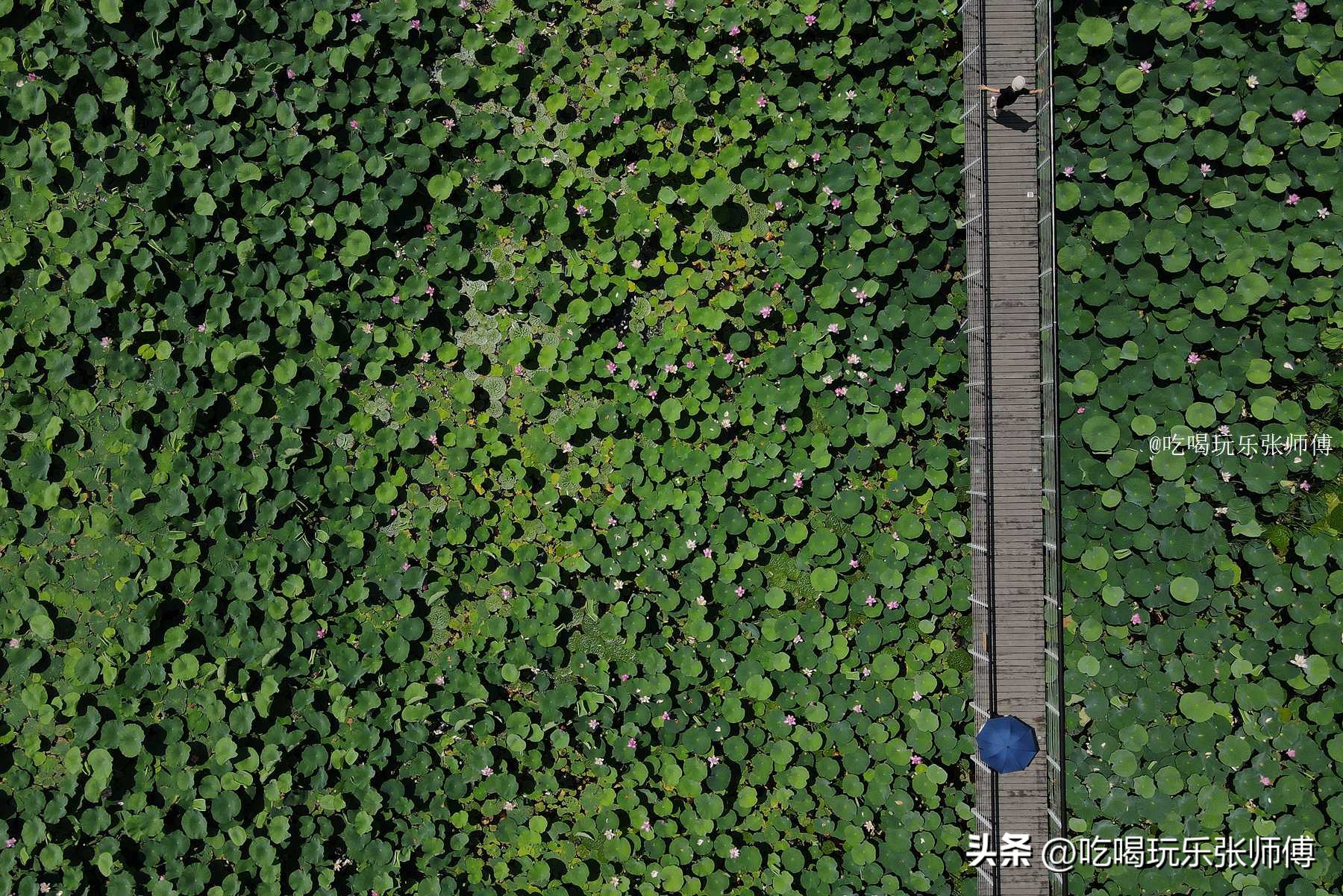 夜幕下哈尔滨大剧院高清大图,哈尔滨大剧院的冰雪与光影