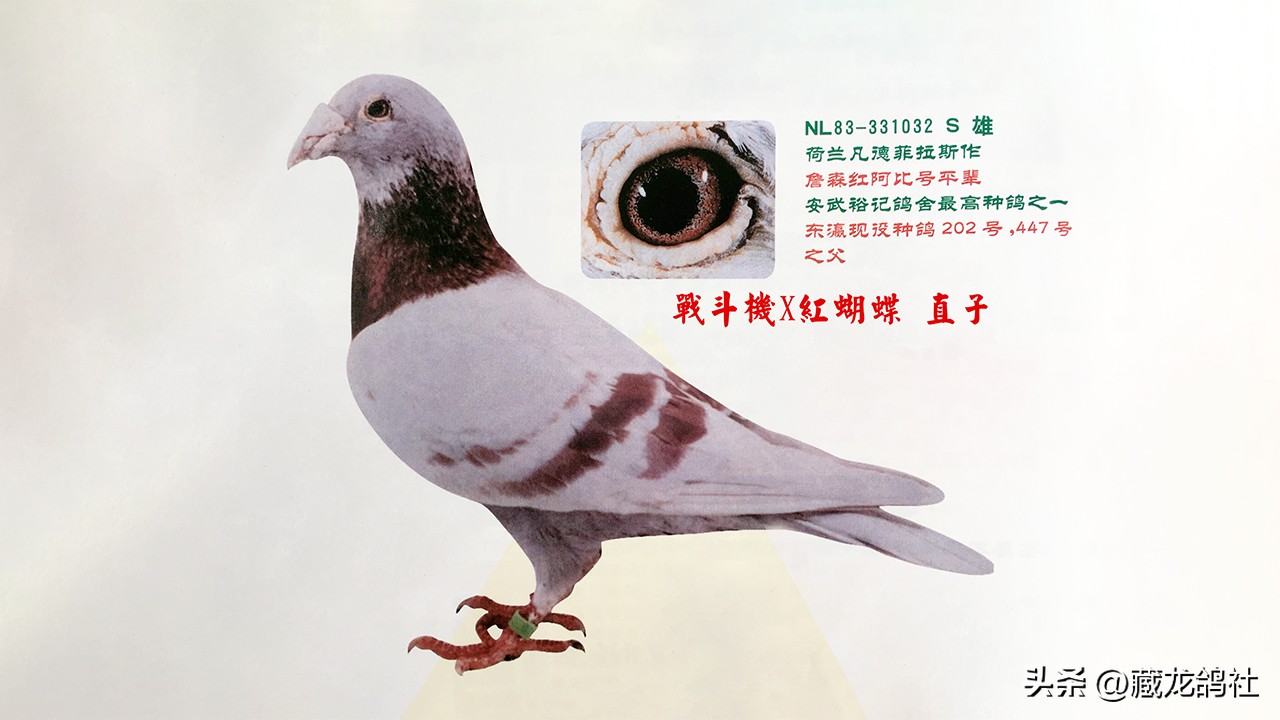 赛鸽的最新训练方法,赛鸽训放技巧和方法