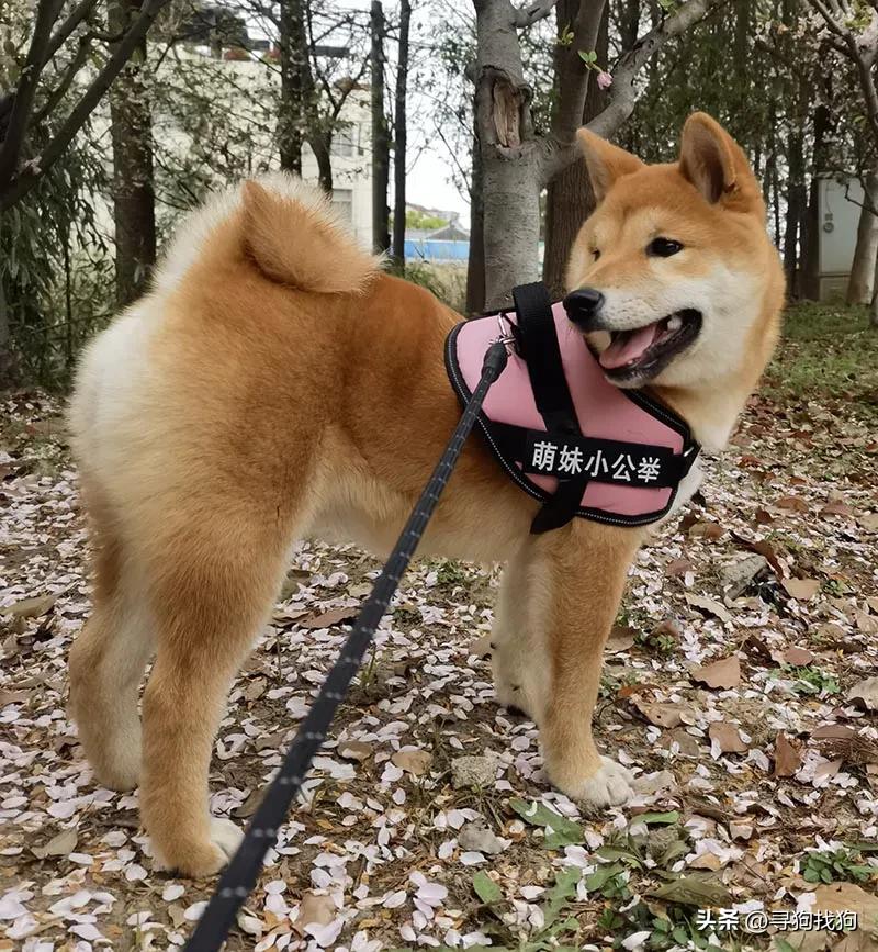 徐庄村寻找柴犬,常熟柴犬出售