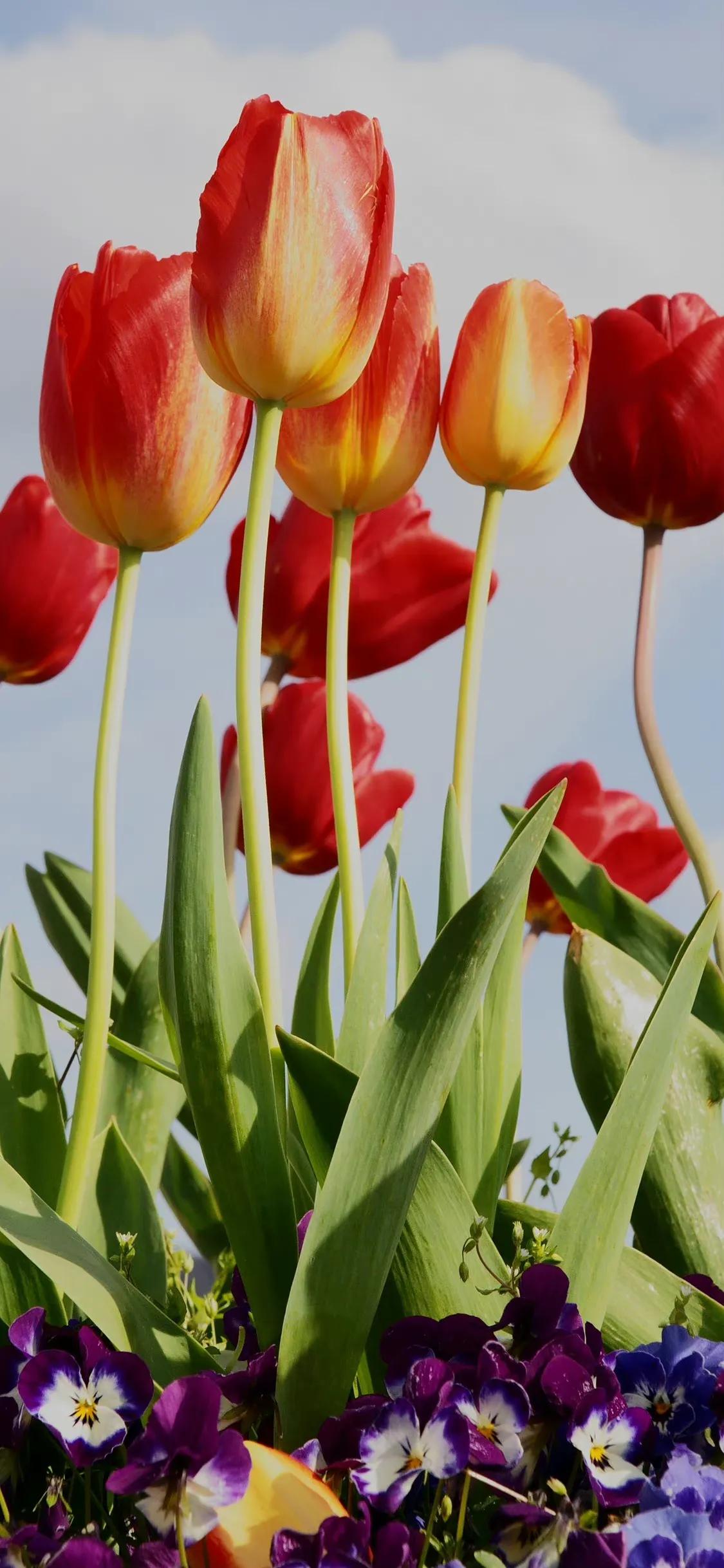 荷花荷叶壁纸图片大全,荷叶手机壁纸高清图片