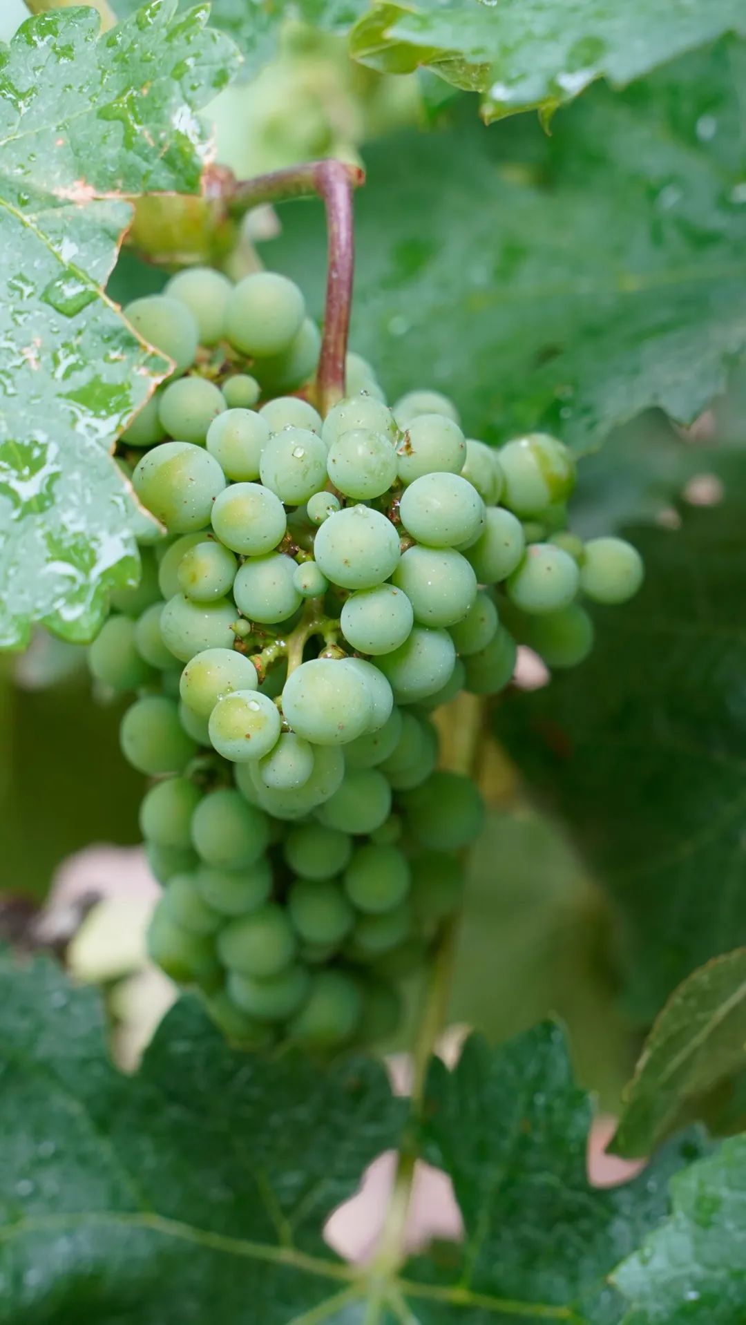 川酒之外的浓香白酒,川酒的地位及优势