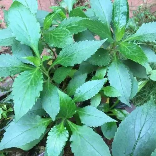 促进胃十二指肠溃疡愈合的药,促进回肠溃疡愈合的药