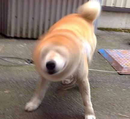 当狗狗的耳朵发炎甚至发臭......