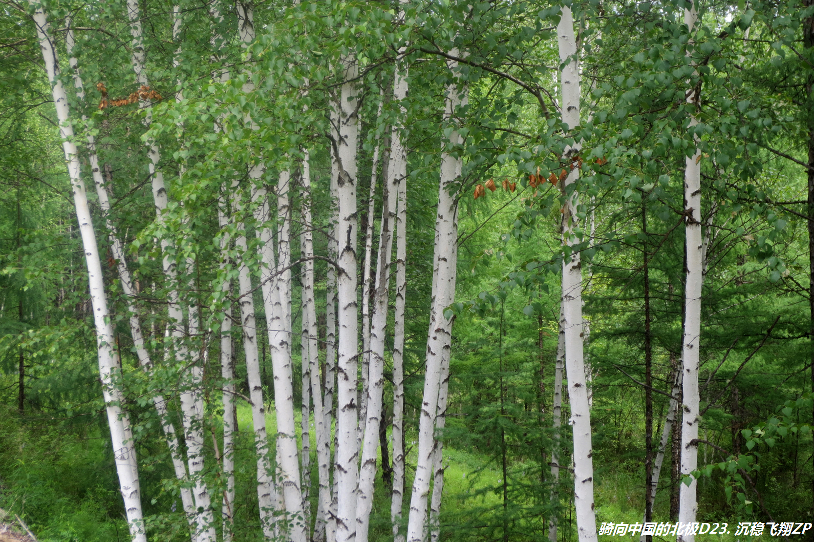 骑向中国的北极-D23从金河到满归镇