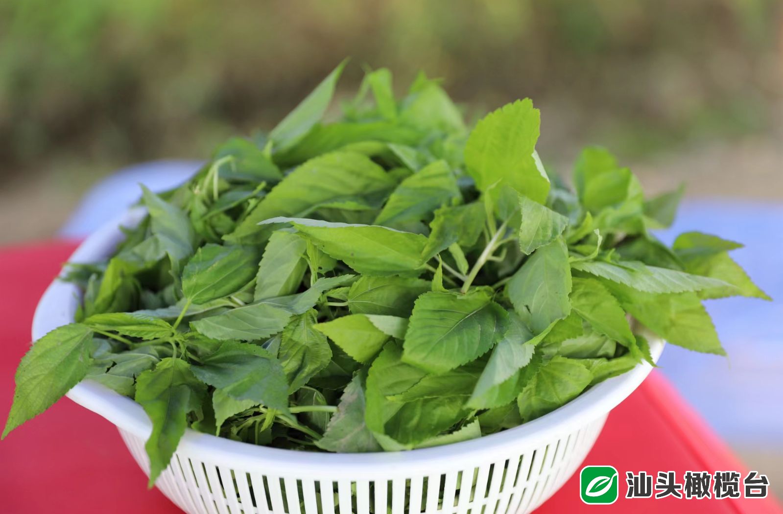 特色农业发展汇聚乡村振兴大动能,特色种养殖助推乡村振兴