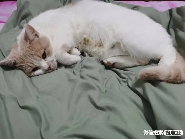 同城附近宠物店领养*养送**平台, 无偿幼猫咪狗狗救助-1231宠友社