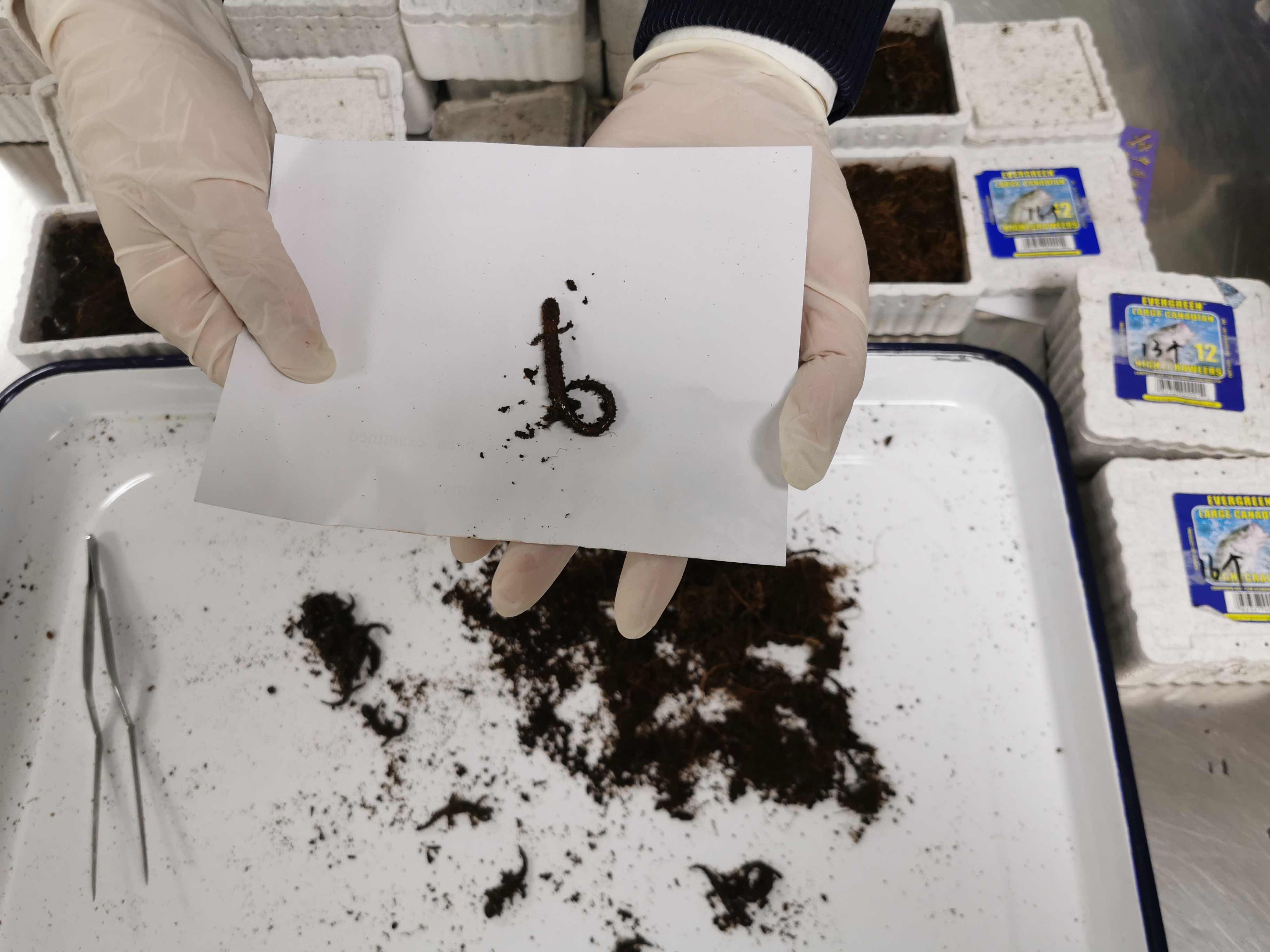 海关查处的蝾螈有哪些,上海海关查获蝾螈后续