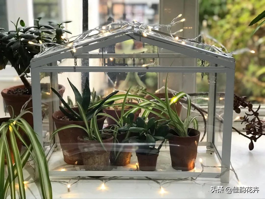 花卉绿植扦插繁殖方法视频播放,各种花卉的扦插视频教程