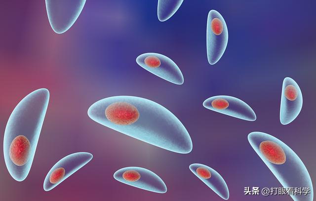 如果你抑郁或狂躁，那么你有可能感染了“精神控制”寄生虫弓形虫