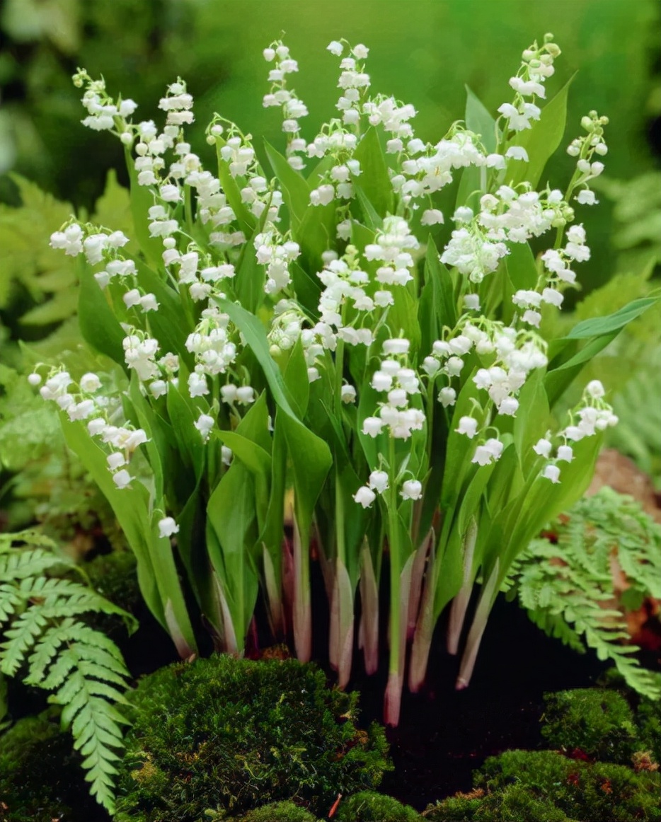 10种不怕晒的盆栽植物介绍一下,怕晒的十种花