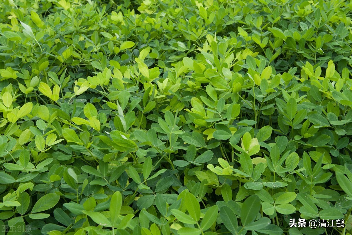 种花生为什么用水泥做肥料,用水泥来种花生有什么作用