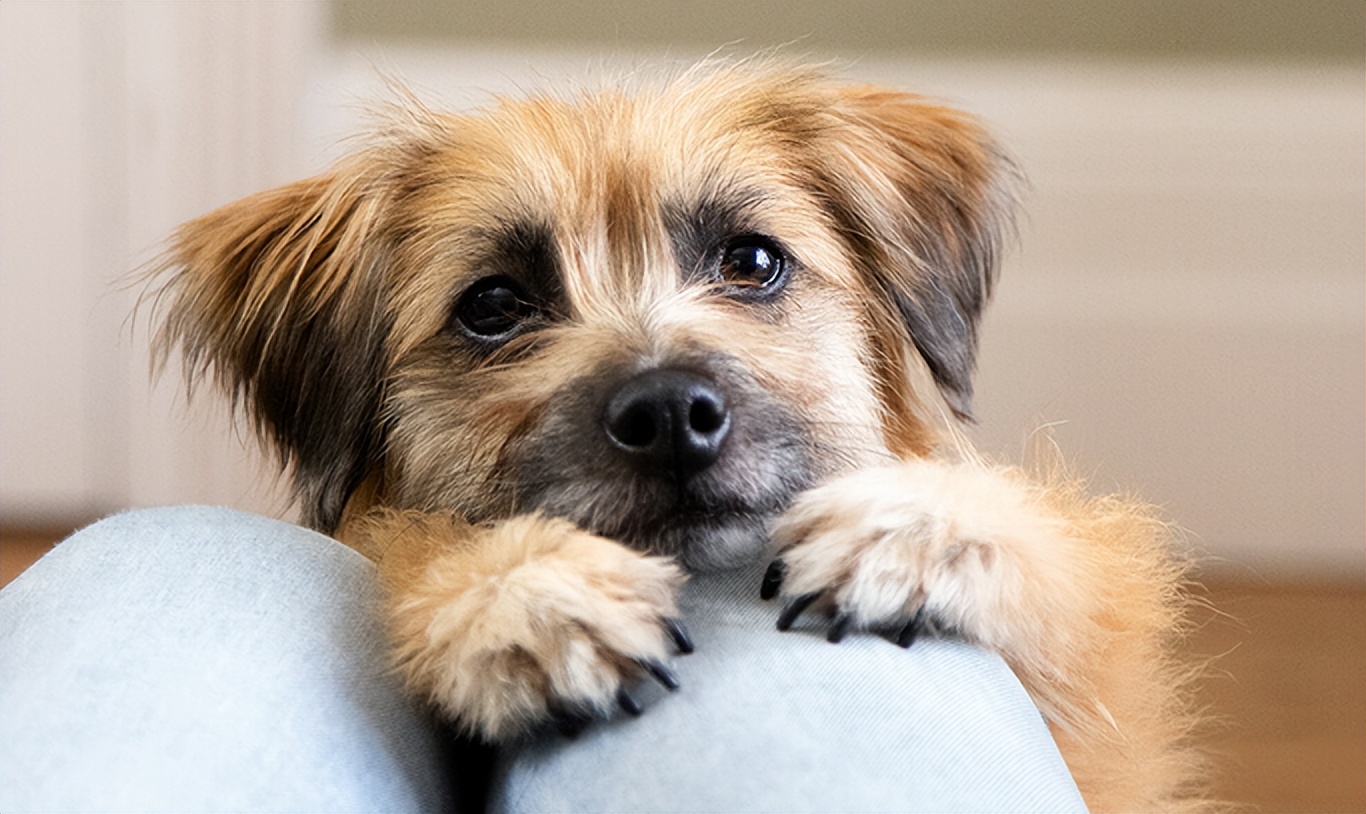 狗狗厌食挑食怎么办,狗狗厌食怎么办吃了东西就吐