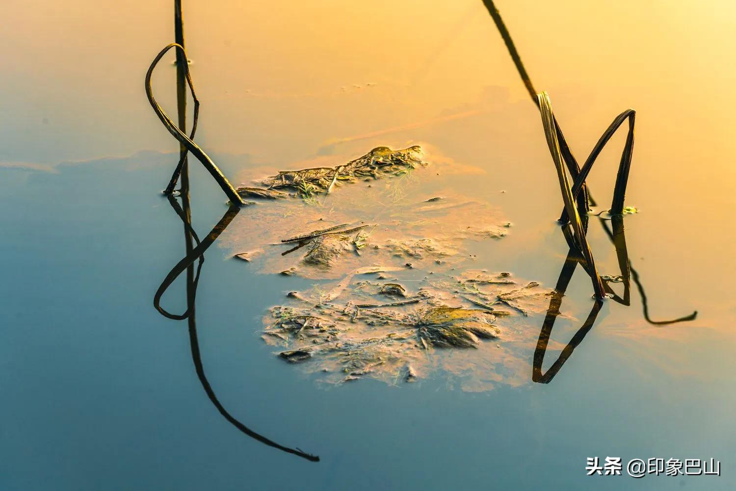 再发禅荷一组：岁月轮回一叶一菩提