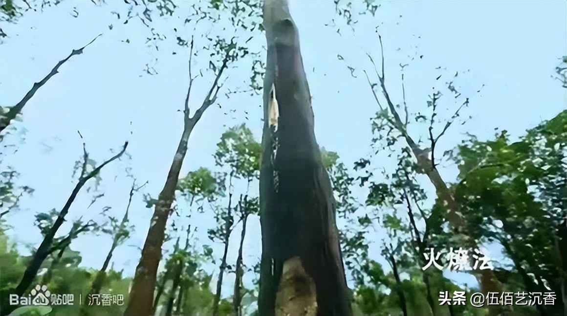 沉香造假最新视频,沉香造假的手法