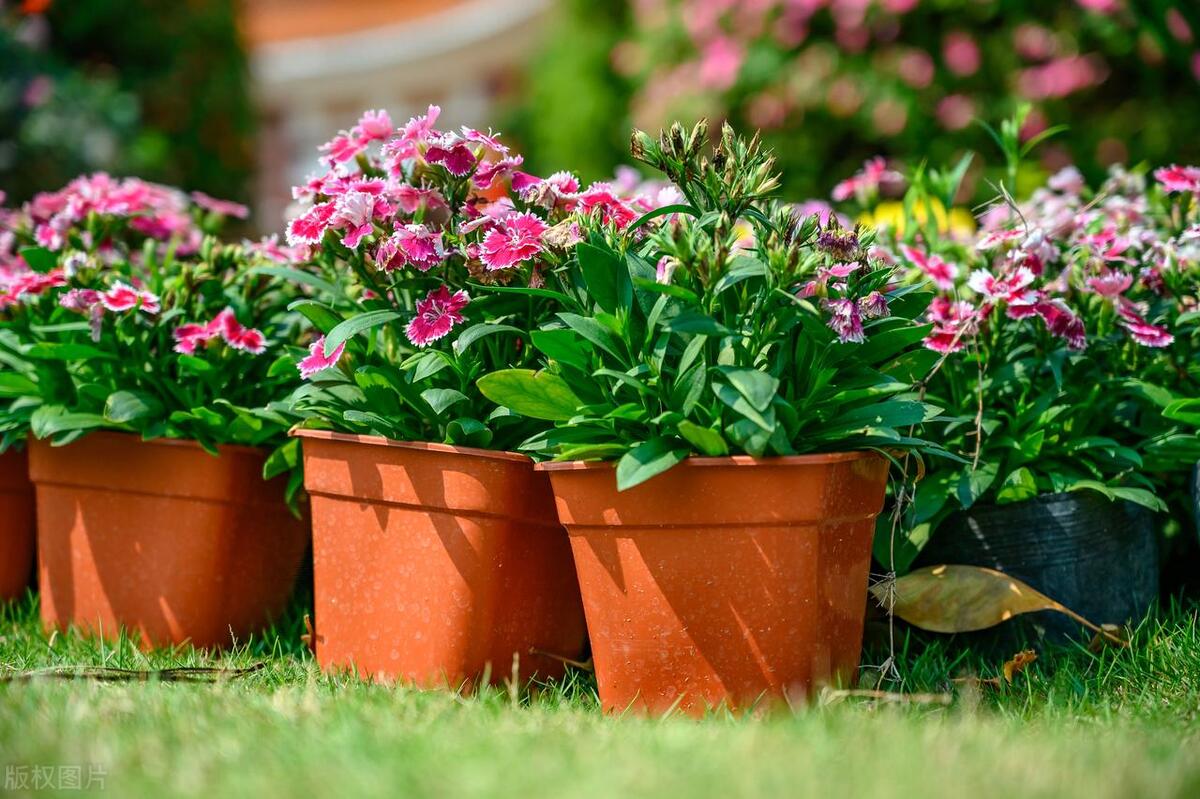 盆栽花怎么养才开花多呢,盆栽花怎么养能长久一点