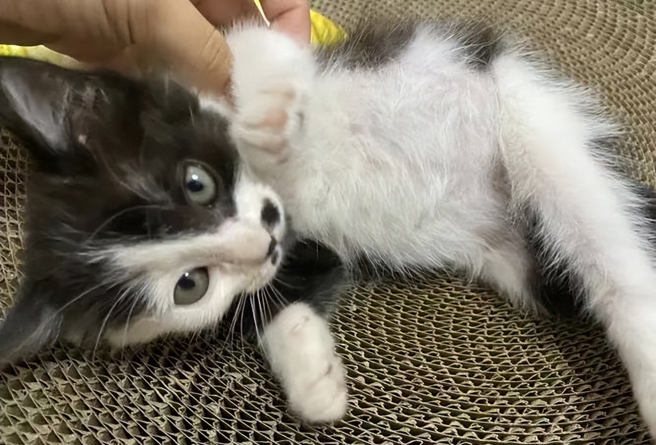 你知道猫传腹症吗？猫传腹症到底应该怎么治疗呢？