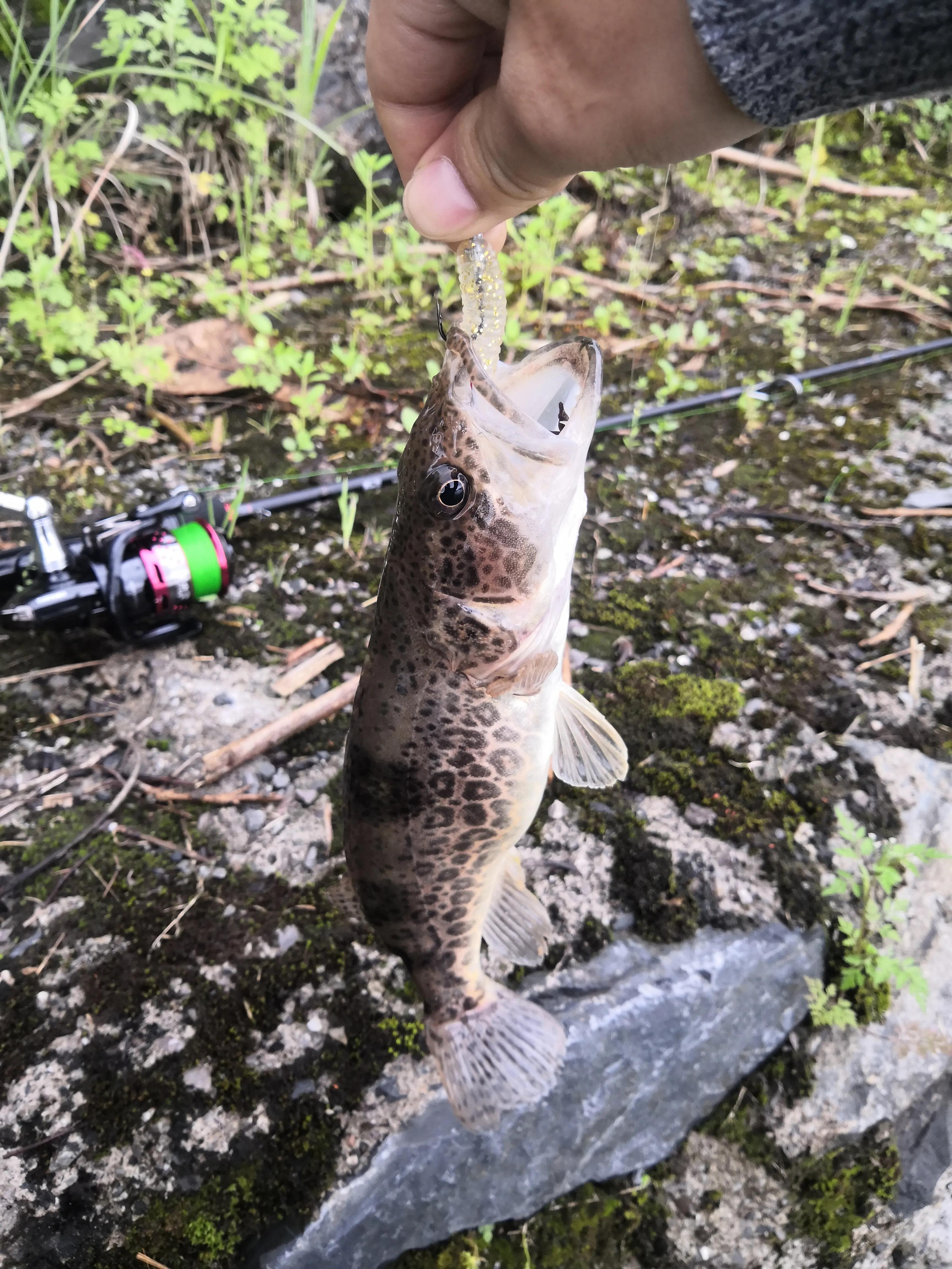 路亚小白钓鱼,新手小白路亚套装