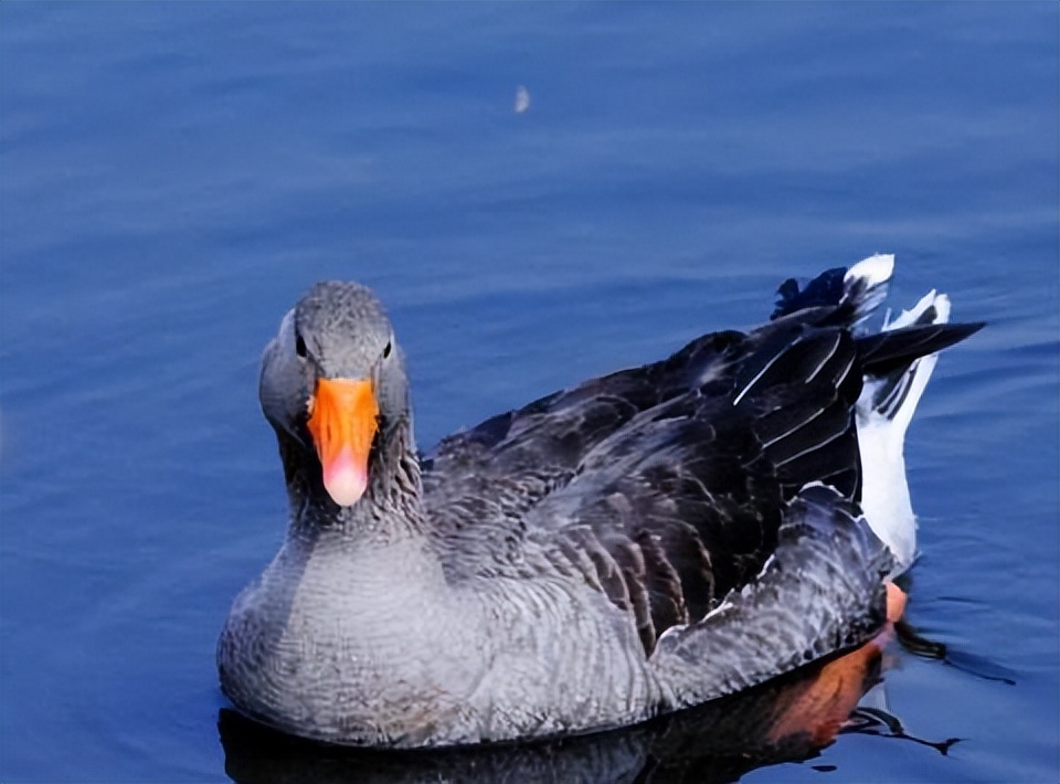 小伙养鹅养鸡上千只大鹅全卖了,养鹅被大雁带走2000只