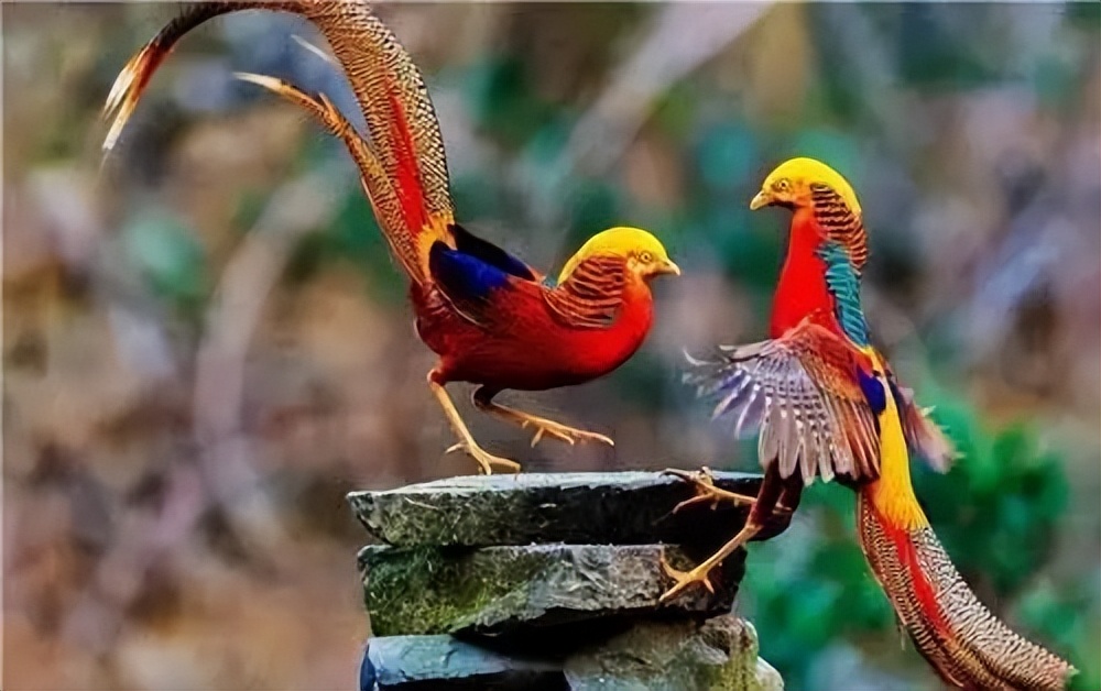 男子捡到鸡蛋孵化了,男子野外捡到6枚蛋