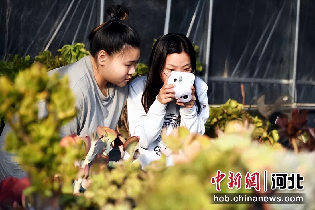 【新时代新征程新伟业】廊坊广阳：“多肉经济”拓宽乡村致富路