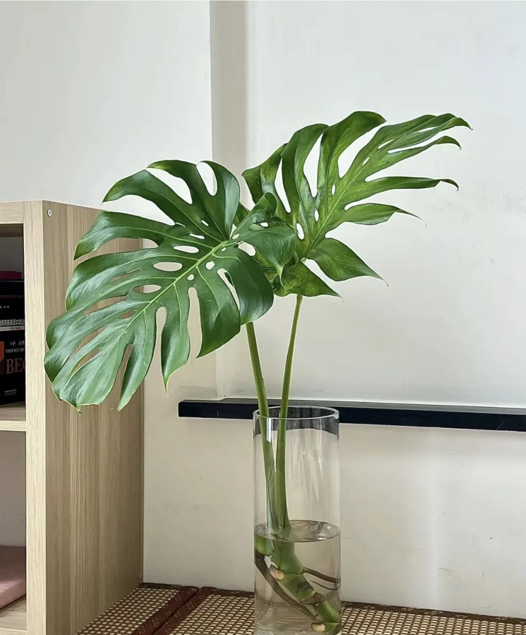 绿植不怕冻客厅,10种不怕太阳晒的盆栽绿植