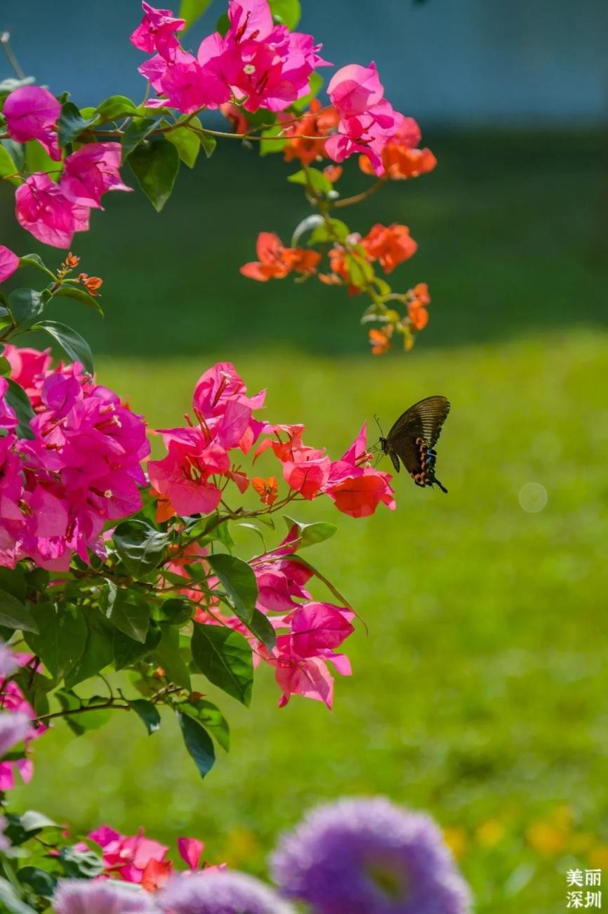 深圳11月有花的最佳去处,深圳花海公园十月有花看